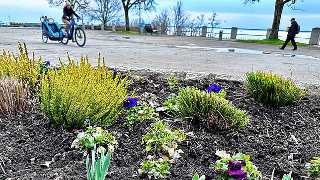 Noch hält sich die Blütenpracht an der Uferpromenade in Grenzen. Eine Landesgartenschau soll mehr liefern als nur eine Blümchenschau.