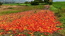 Zwischen Volkertshausen und Schlatt unter Krähen wurde kiloweise Gemüse abgeladen.