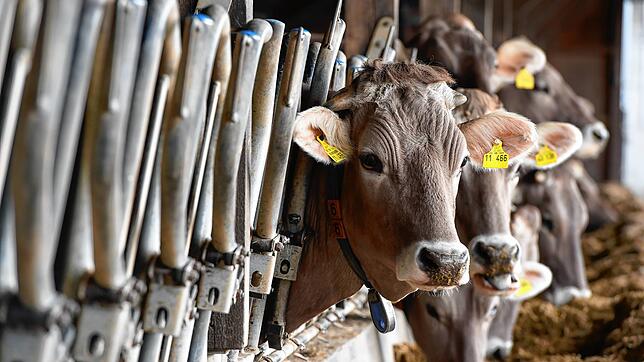 Ein Tierhalter eines Kleinbetriebes im westlichen Landkreises ließ seine Rinder verenden. Diese Aufnahme zeigt Milchkühe im Kreis ...