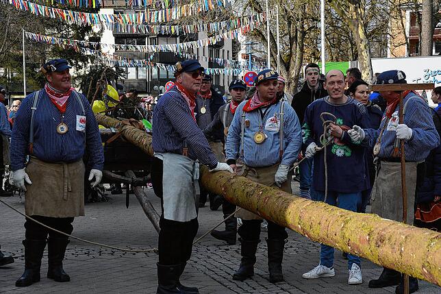 Mit dem Kinderumzug trifft auch der Narrenbaum auf dem Rathausplatz ein. Die Siedergilde stellt seit Jahren, so wie hier am Schmotzige ...