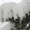 Der starke Schneefall überfordert die Äste in den Wäldern. Es besteht Lebensgefahr.