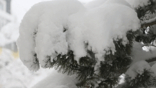 Der starke Schneefall überfordert die Äste in den Wäldern. Es besteht Lebensgefahr.