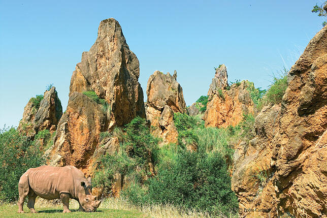 Ein Nashorn in der wilden Landschaft Nordspaniens: Im Naturpark Cabárceno leben mehr als hundert Tierarten aus fünf Kontinenten. ...