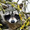 So niedlich Waschbären auch anmuten mögen. Es sind Wildtiere, die vor allem die für Hunde gefährliche Infektionskrankheit Staupe ...