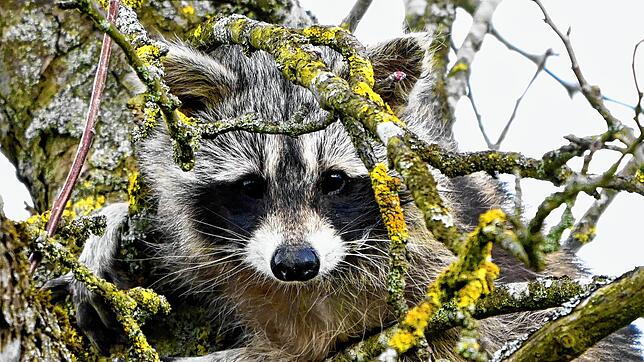 So niedlich Waschbären auch anmuten mögen. Es sind Wildtiere, die vor allem die für Hunde gefährliche Infektionskrankheit Staupe ...