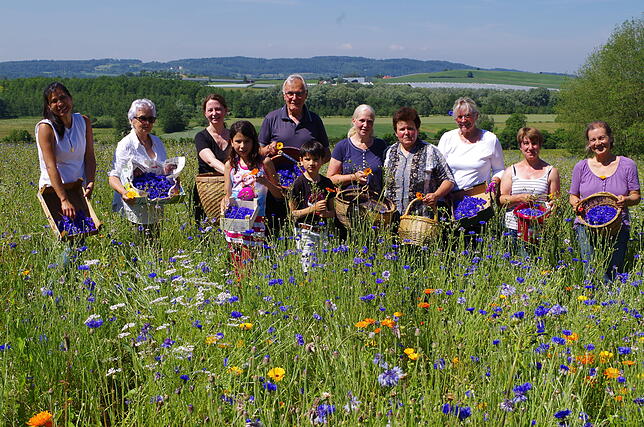 Fürs &bdquo;Himmelblau&ldquo;: Ein Pflückertrupp sammelt Kornblumen auf einer Wiese bei Bermatingen.