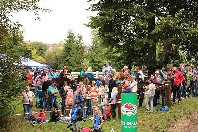 Bild 4: Bilder vom Marathon der Vierspänner beim Reitturnier in Donaueschingen