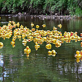 Eine regelrechte Invasion gelber Enten schwimmt auf der Brigach dem Ziel entgegen.
