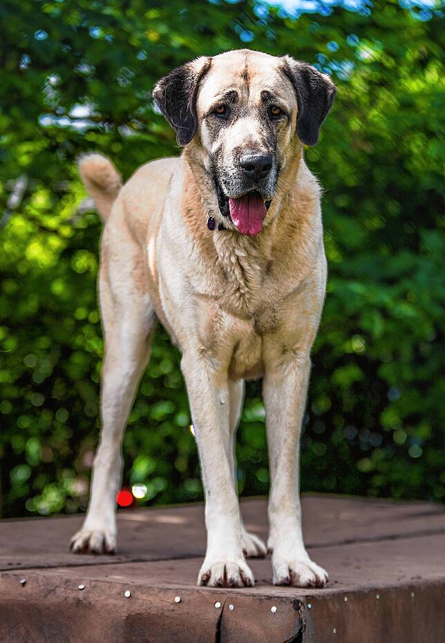 Ein Hund der Rasse Kangal steht am 07.06.2017 im Tierheim Stuttgart (Baden-Württemberg) in seinem Gehege. Ein Kangal hatte am 30.05.2017 ...