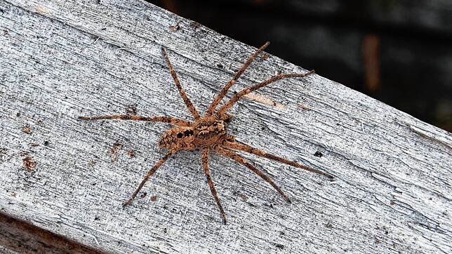 Das undatierte Foto zeigt eine Nosferatu-Spinne auf einem Holzblock. Die Spinnenart wird in Baden-Württemberg immer häufiger gesichtet.
