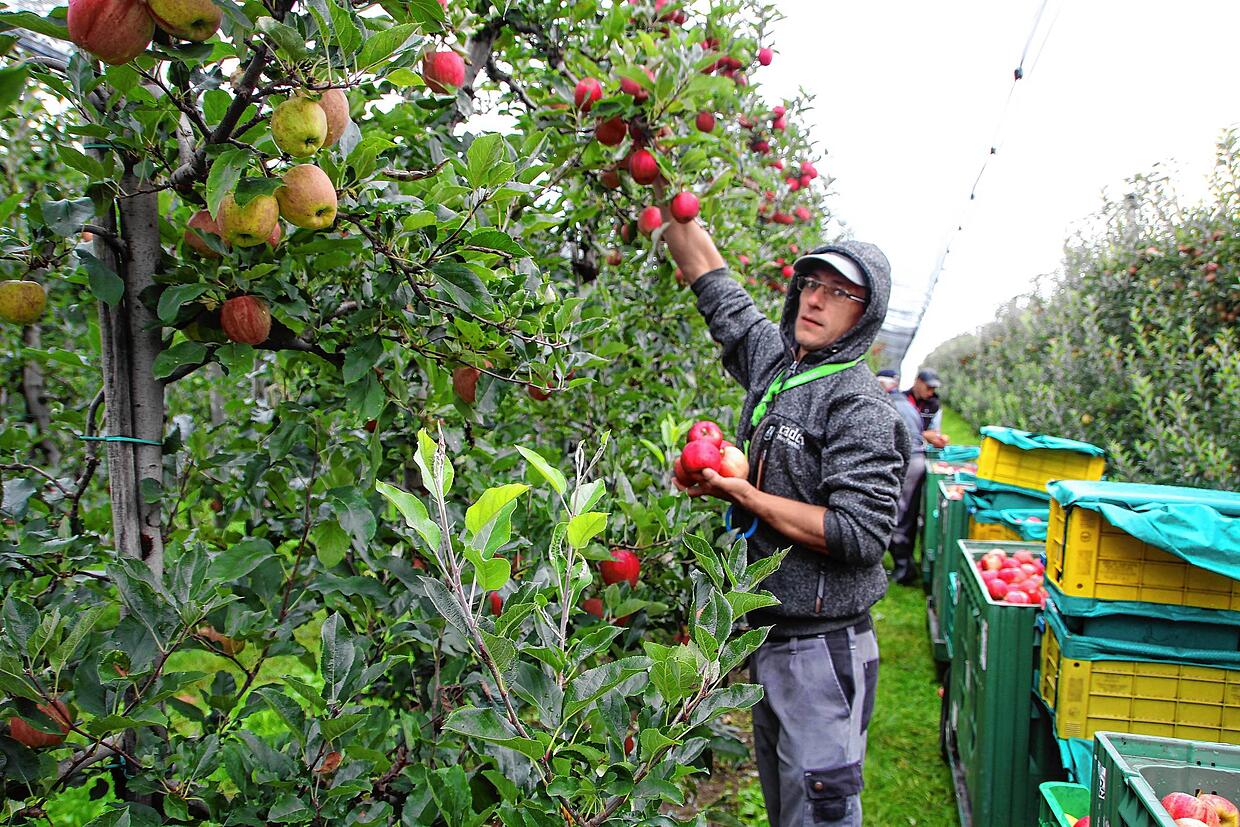 Wachs gießen: Bleifreies Orakel  Bayerisches Landwirtschaftliches  Wochenblatt