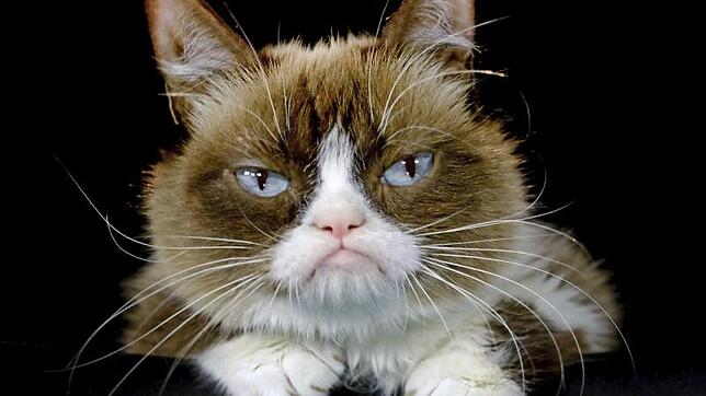 «Grumpy Cat» wurde durch ihr mürrisches Gesicht zur Internet-Sensation.