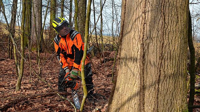 Die Fällarbeiten im Gehau an der Bundestraße in Markdorf sind nun abgeschlossen. Demnächst werden im Bereich Altschloss weitere kranke ...
