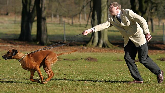Wird der Welpe nicht von Anfang an erzogen, kann das insbesondere bei großen Hunden später zum Problem werden.